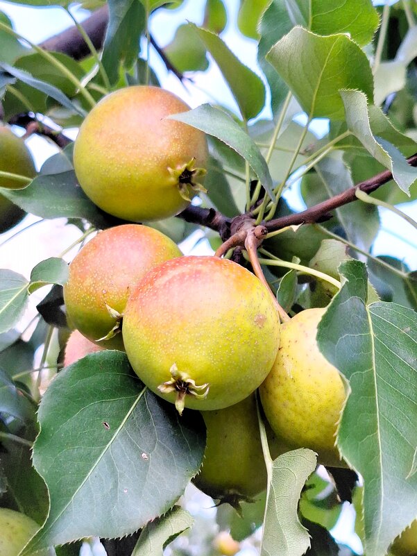 Урожай - Наталья 