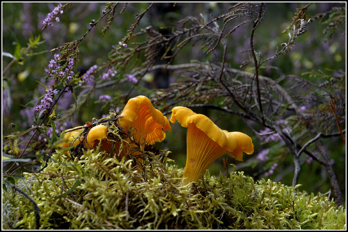 Лисички - Aleksandr Gal