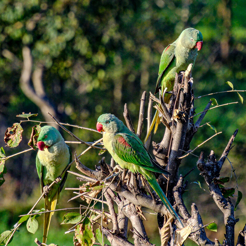 Александровский попугай - Георгий А Александровский попугай - Георгий А