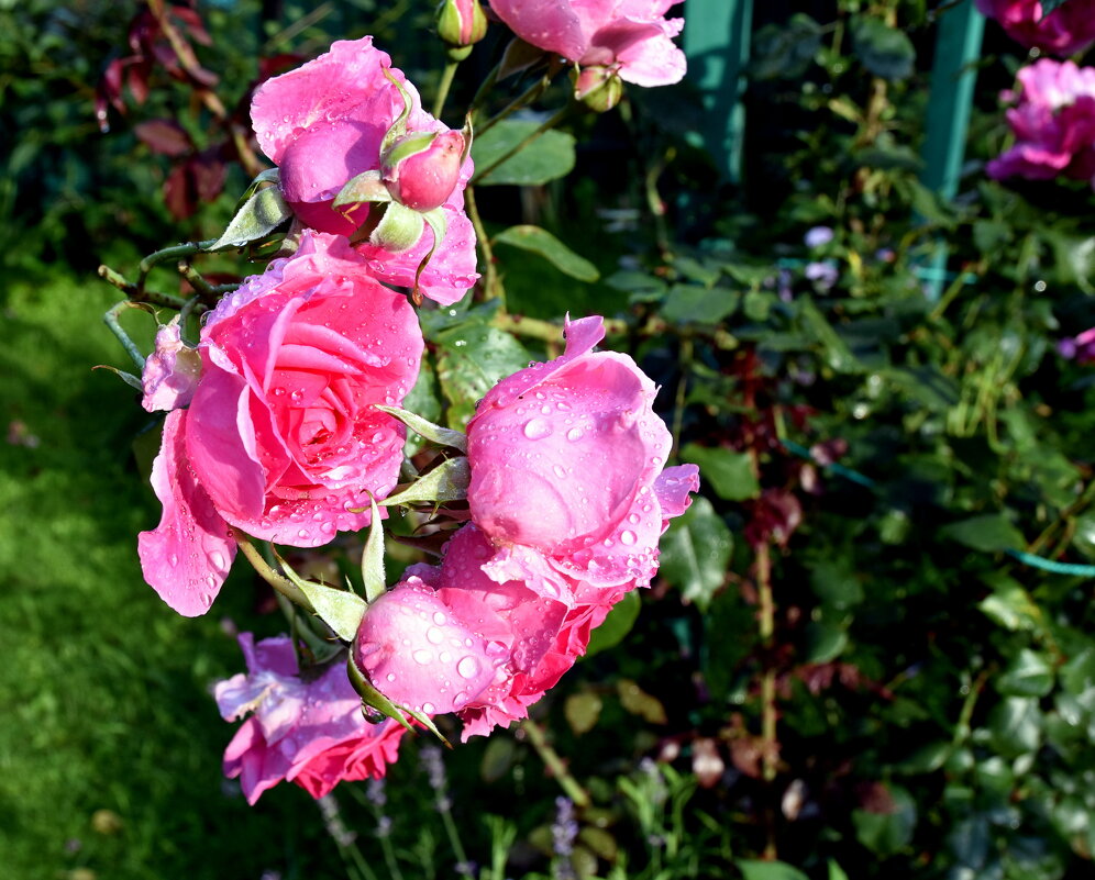 розовое - tatiana 