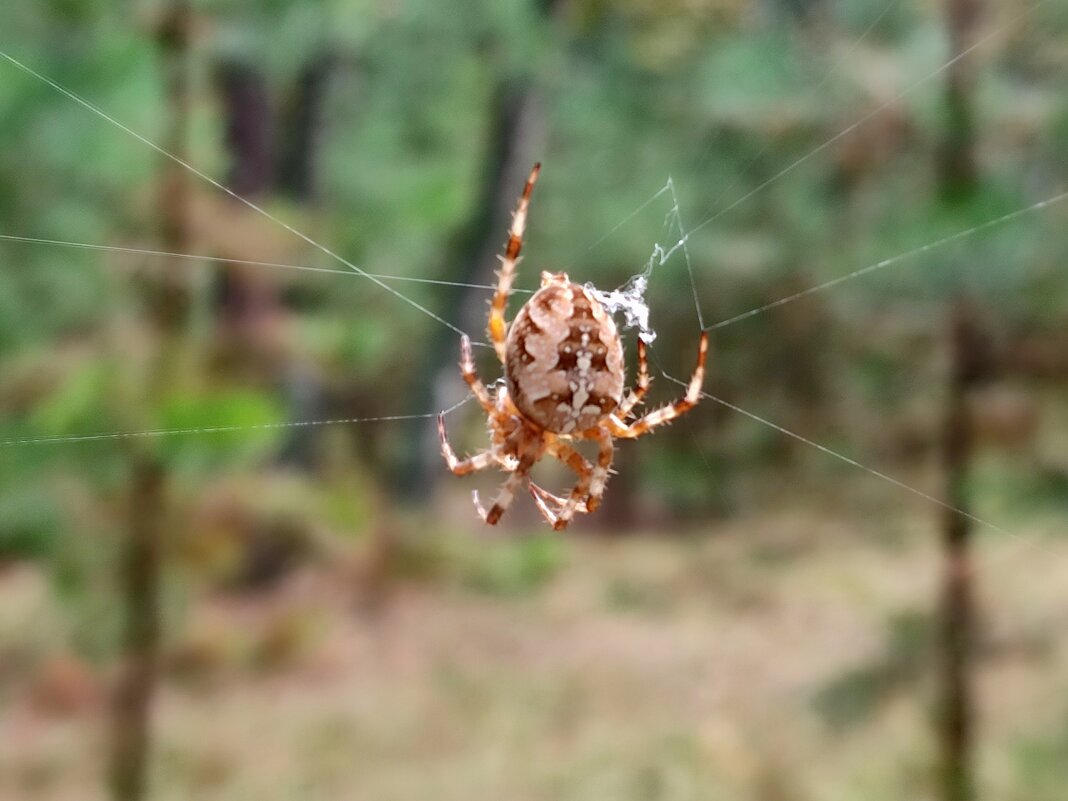 Паук - Валентина Богатко 