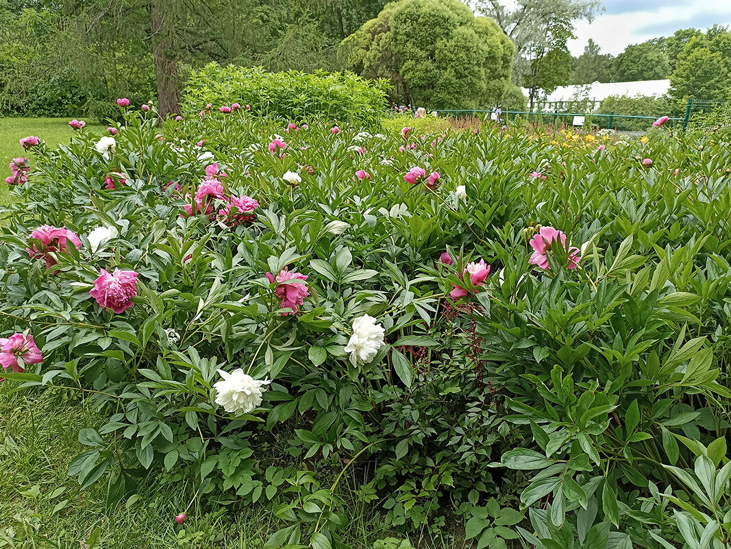 Пионы на Елагином острове. - Лилия *