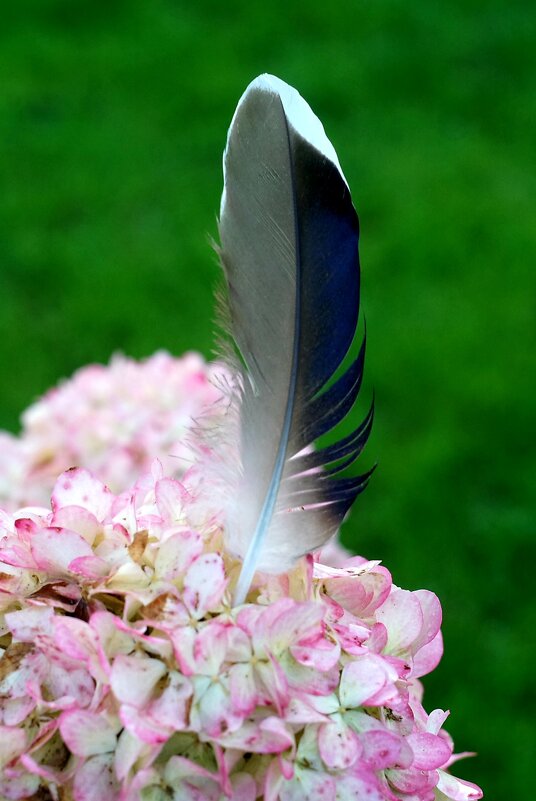 Объектив гелиос 44м 4 - александр Объектив гелиос 44м 4 - александр