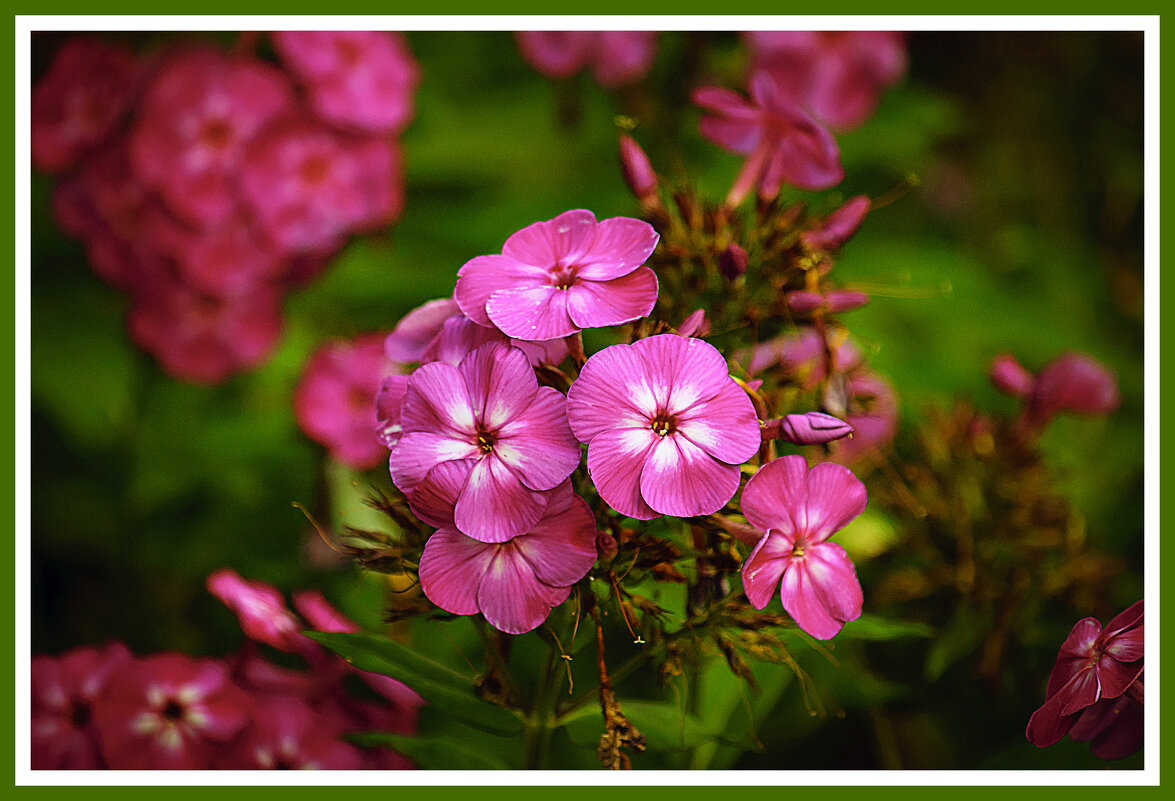 ФЛОКСЫ - Владимир Кроливец ФЛОКСЫ - Владимир Кроливец