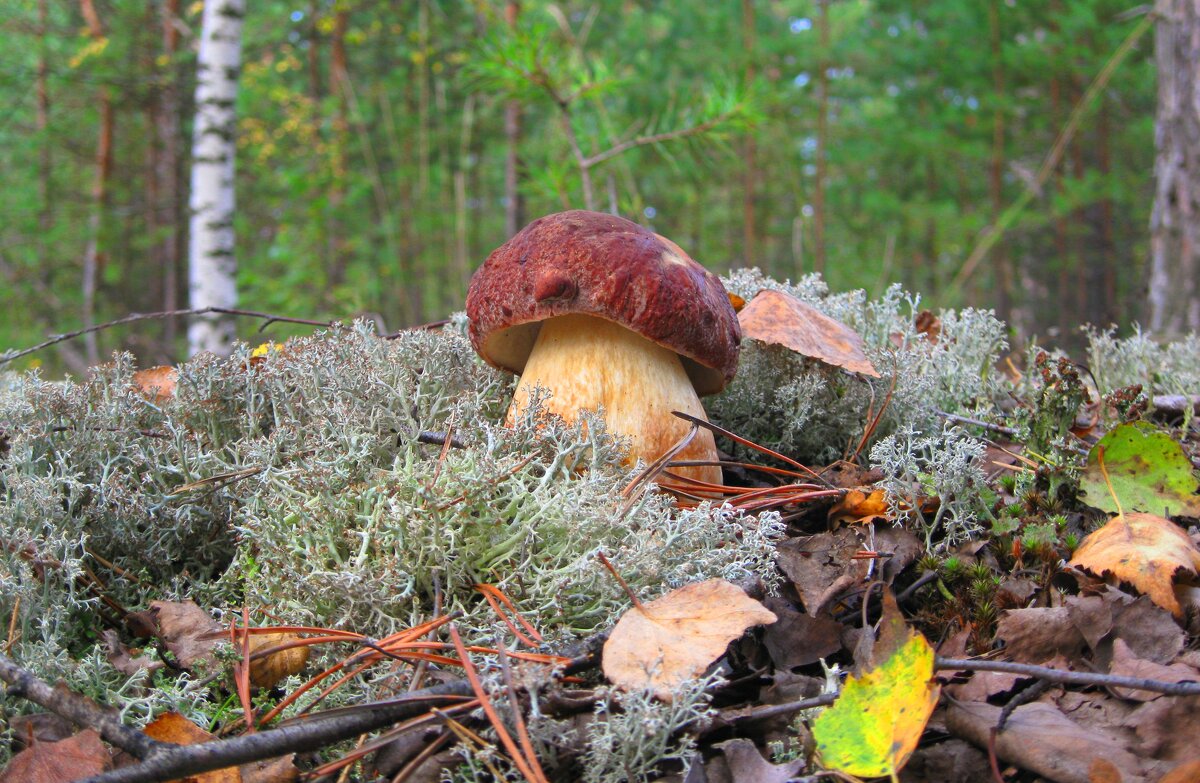 Белый гриб - боровик - Евгений Корьевщиков