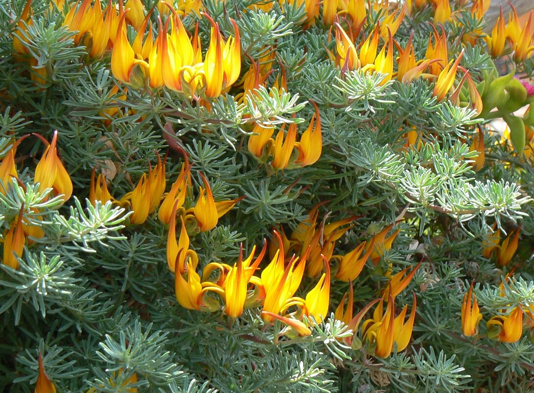 огонечки - Наталья 