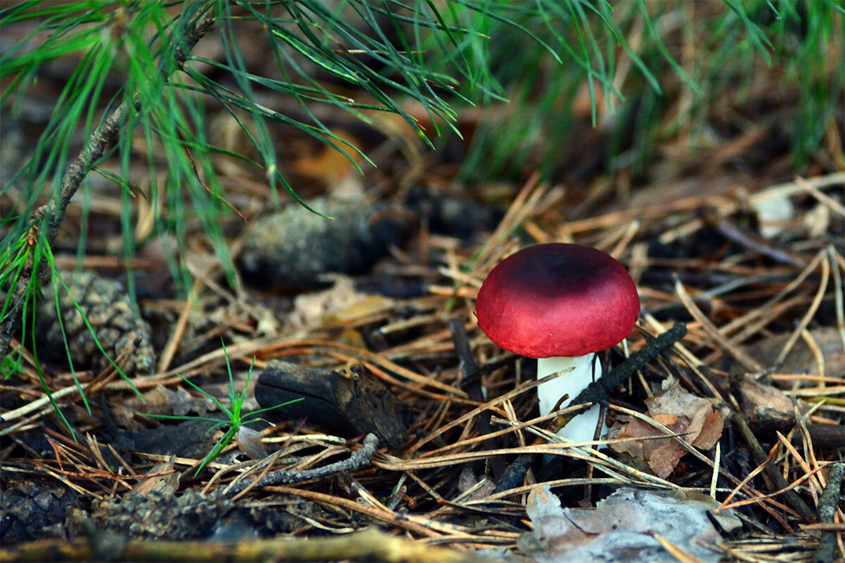Под  сосновой  лапой - Геннадий Супрун