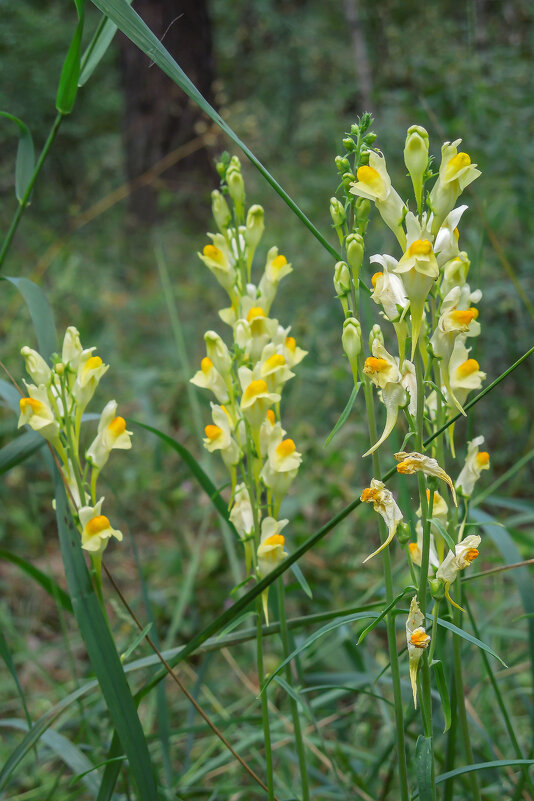 Львиный зев в лесу - Татьяна Машошина Львиный зев в лесу - Татьяна Машошина