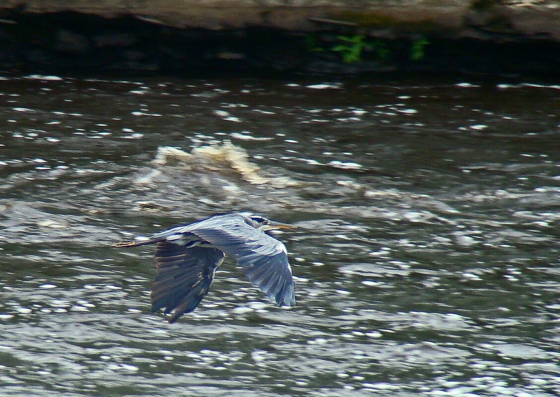 серая цапля - gawrilа - dan