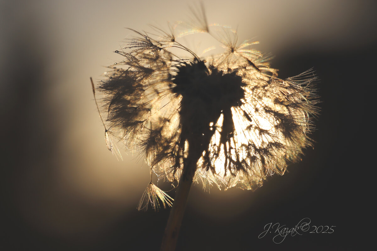 *** - Елена Kазак (selena1965)