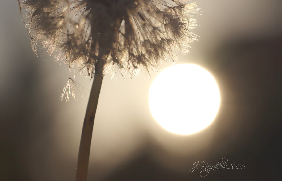 *** - Елена Kазак (selena1965)