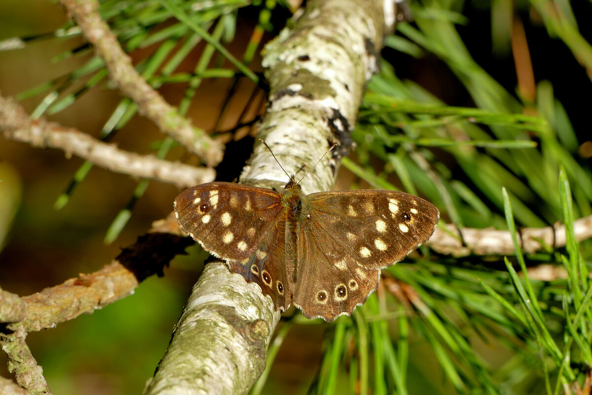 из снятого сегодня 2 - Александр Прокудин из снятого сегодня 2 - Александр Прокудин