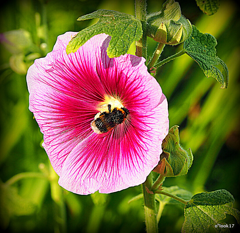 они на радость нам даны - Олег Лукьянов