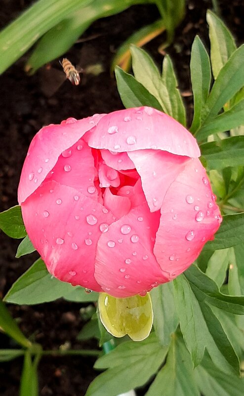 Воспоминания о лете. Июнь - Наталья Герасимова