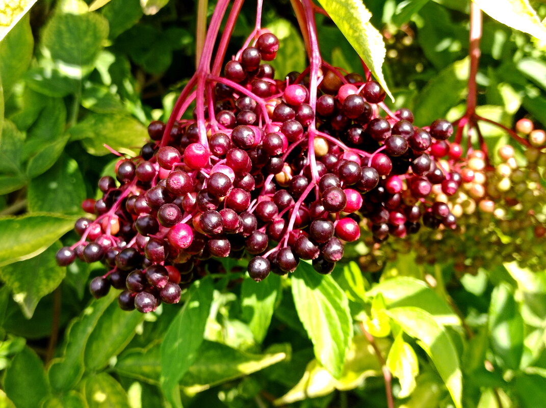 Бузина нынче уродилась - Александр Чеботарь