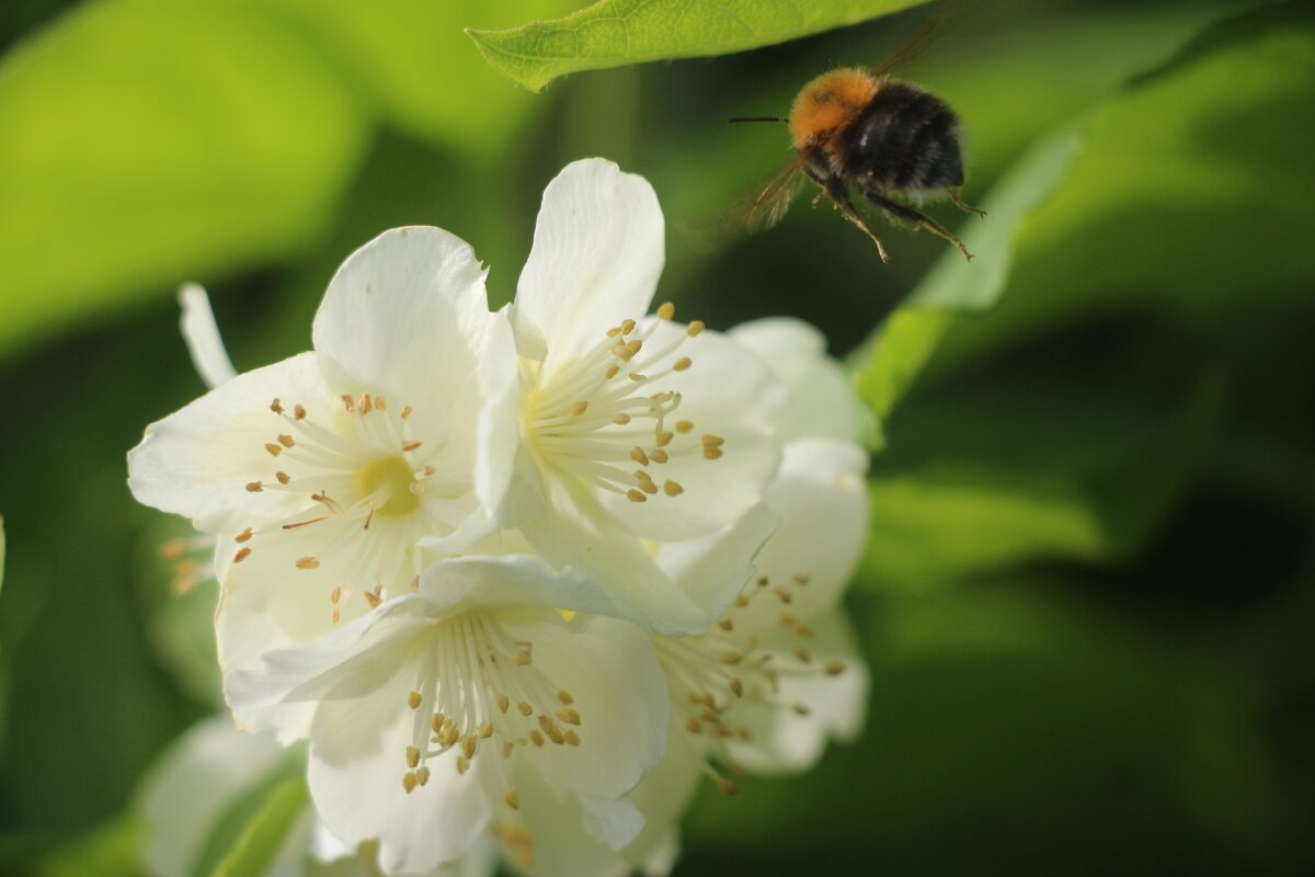 Воспоминания о лете. Июнь - Наталья Герасимова