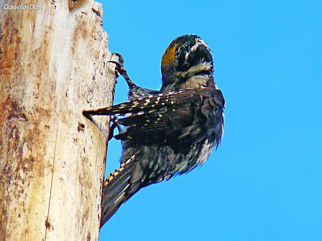 трехпалый дятел или желтоголовый дятел - gawrilа - dan