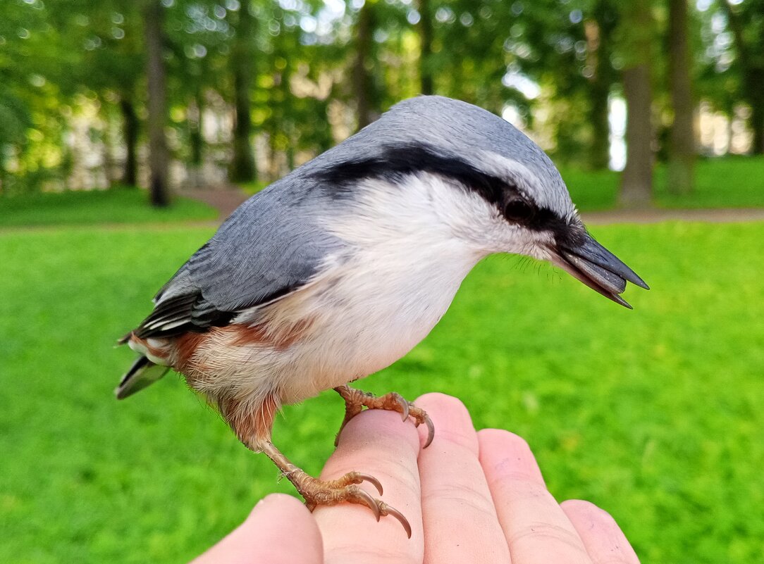 Поползень - Сапсан 