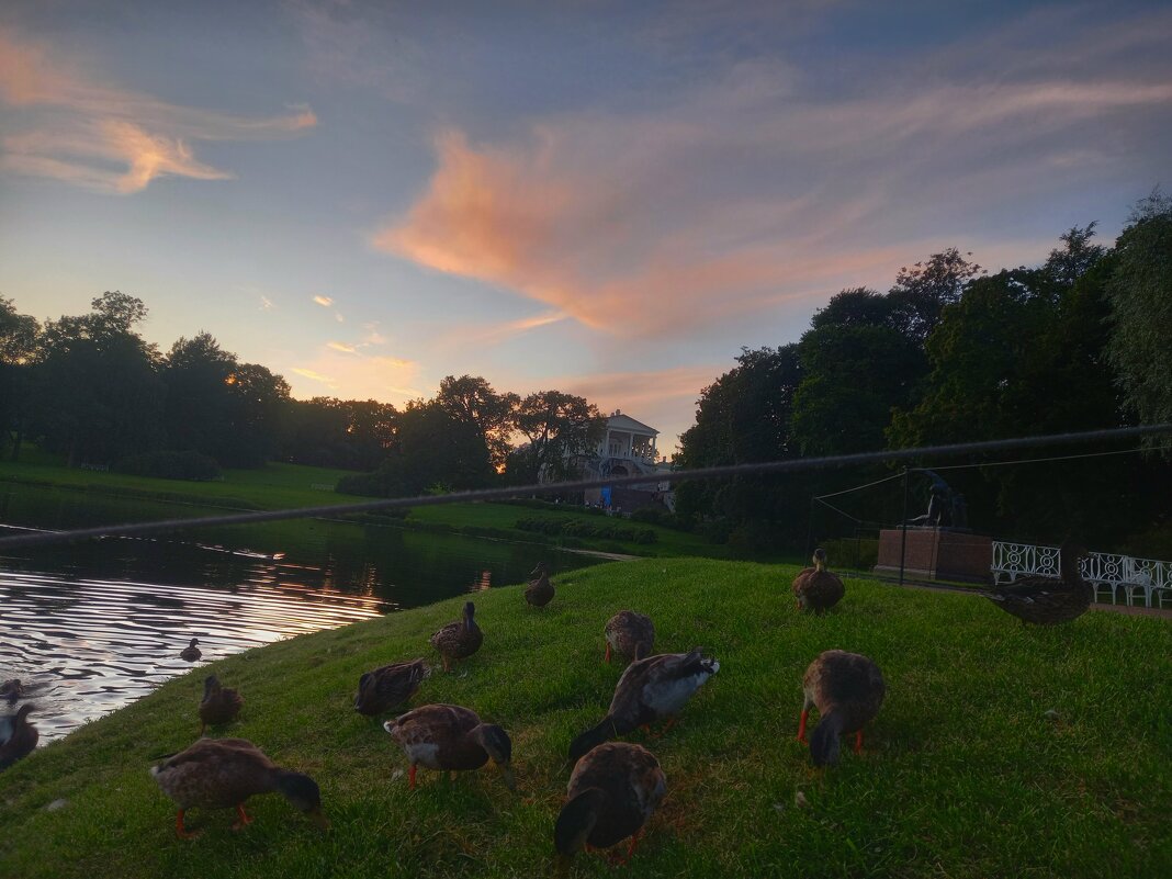 Уточки - Сапсан 