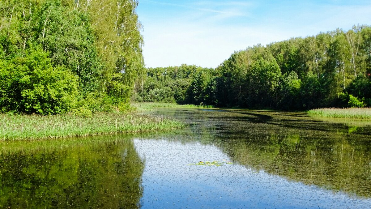 Природа Смоленщины в конце лета. - Милешкин Владимир Алексеевич 