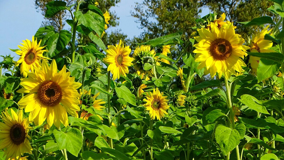 Подсолнухи - Милешкин Владимир Алексеевич 