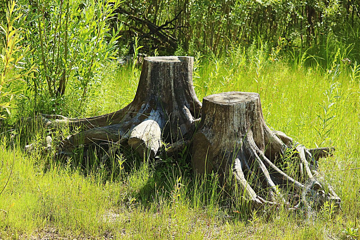 Июль..."Лешачий трон" в пойме Юганской Оби! - Владимир 