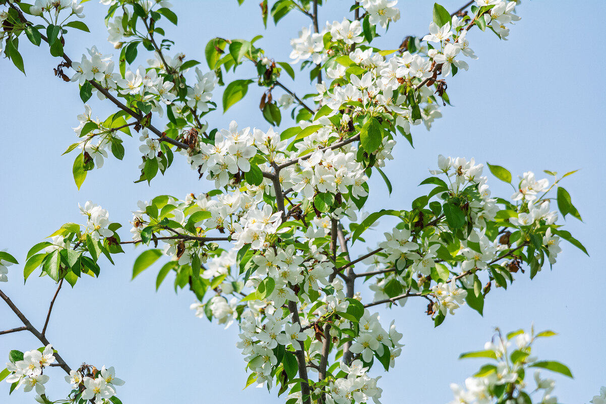 *** - Виктор Иванович Чернюк