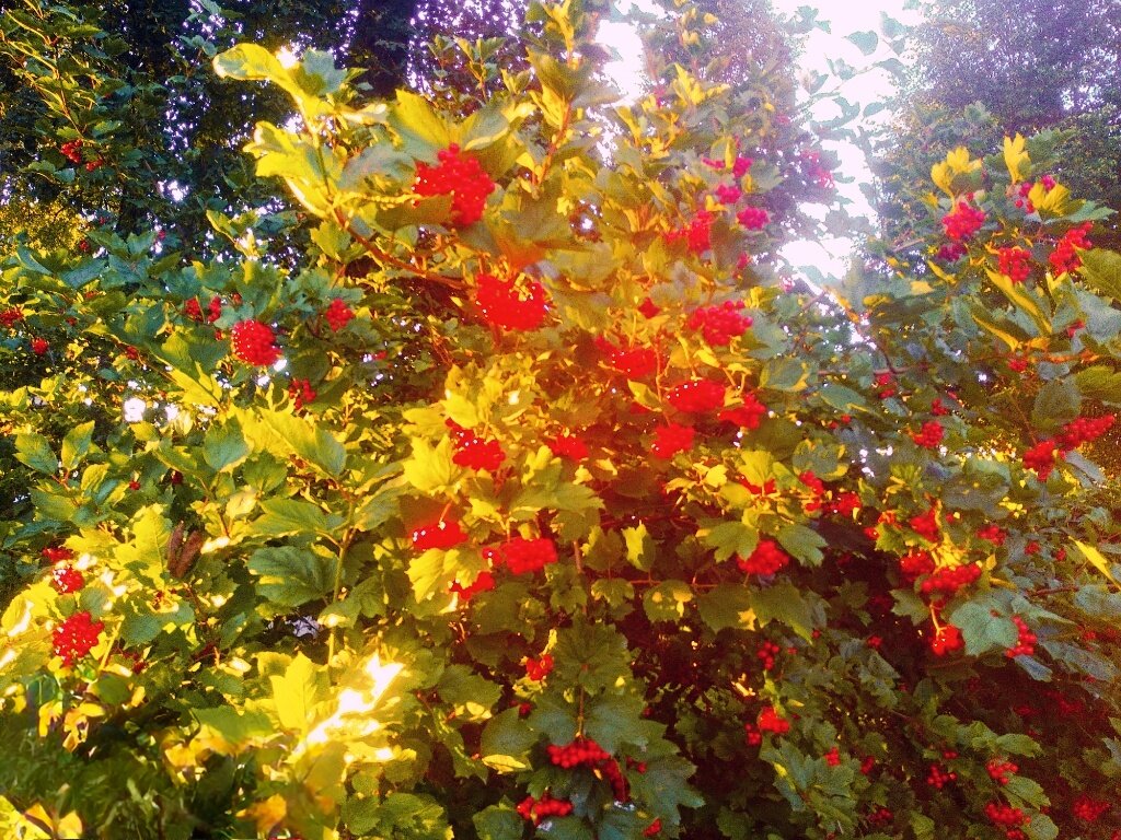 Калина - Сергей Кочнев