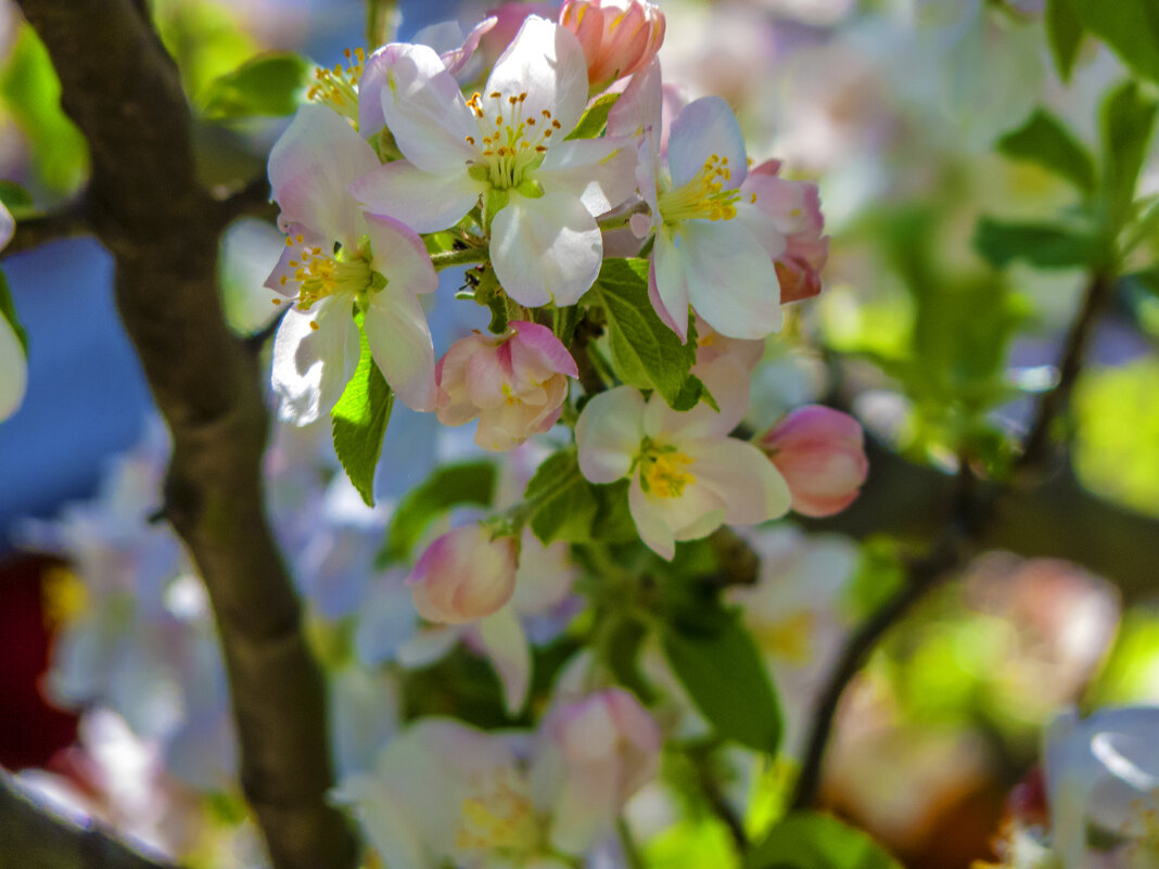 Весна 2025 года - Валентин Семчишин Весна 2025 года - Валентин Семчишин