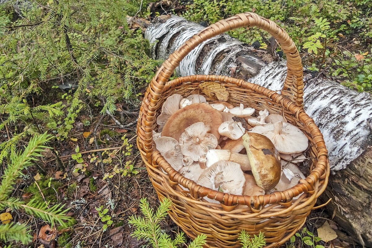 Дары леса - Валерий Иванович