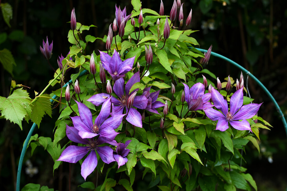 Лето в Ботаническом... Июль. - Наташа *****