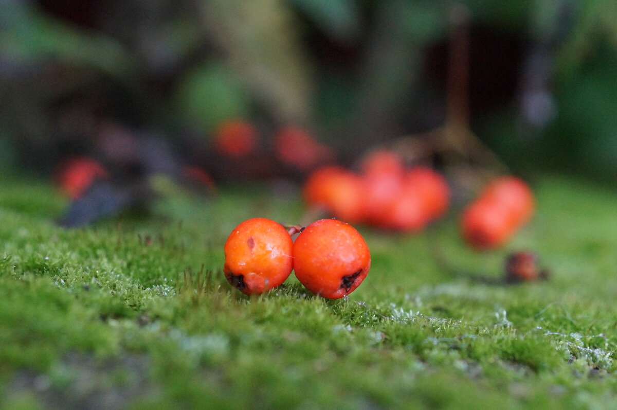 рябина. - Андрей Катков