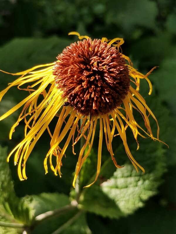 Цветок, напоминающий морскую медузу - Любимова Ольга 