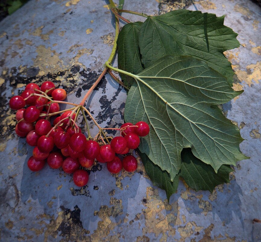 *** - Любимова Ольга 