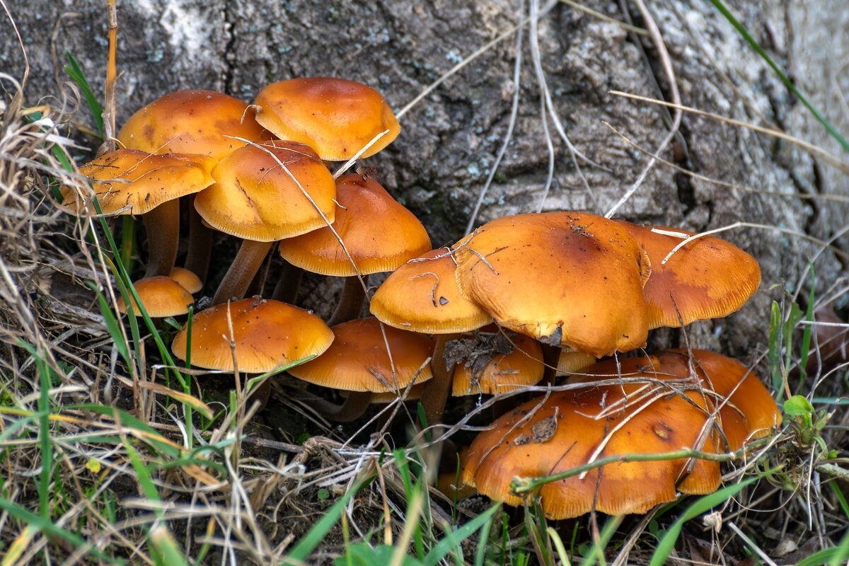 грибы - Игорь Сикорский