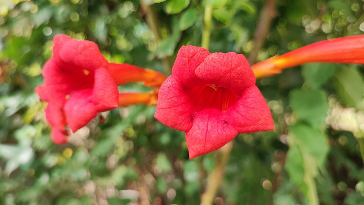 ,,, - Сергей Тимоновский