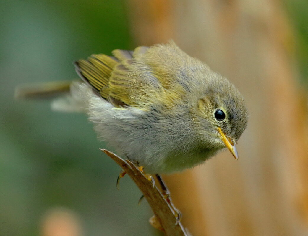 близко - Andrey Bragin 