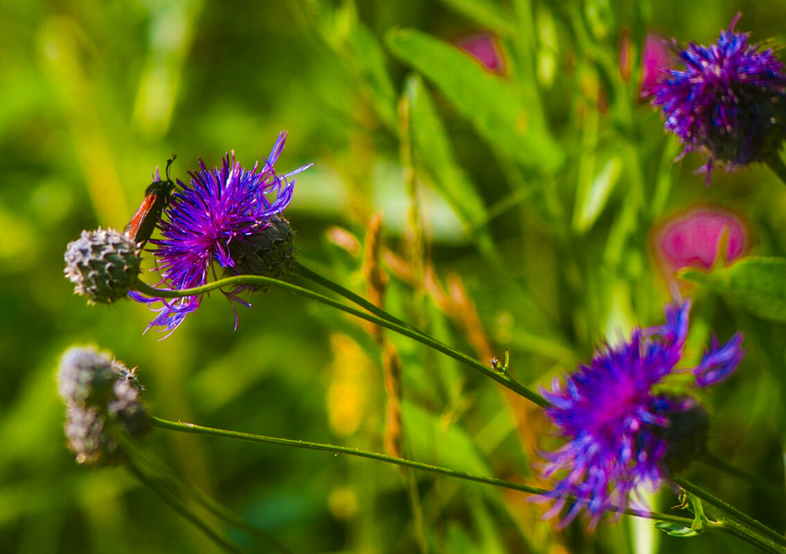 ЛЕТО и ЦВЕТЫ - Владимир Максимов