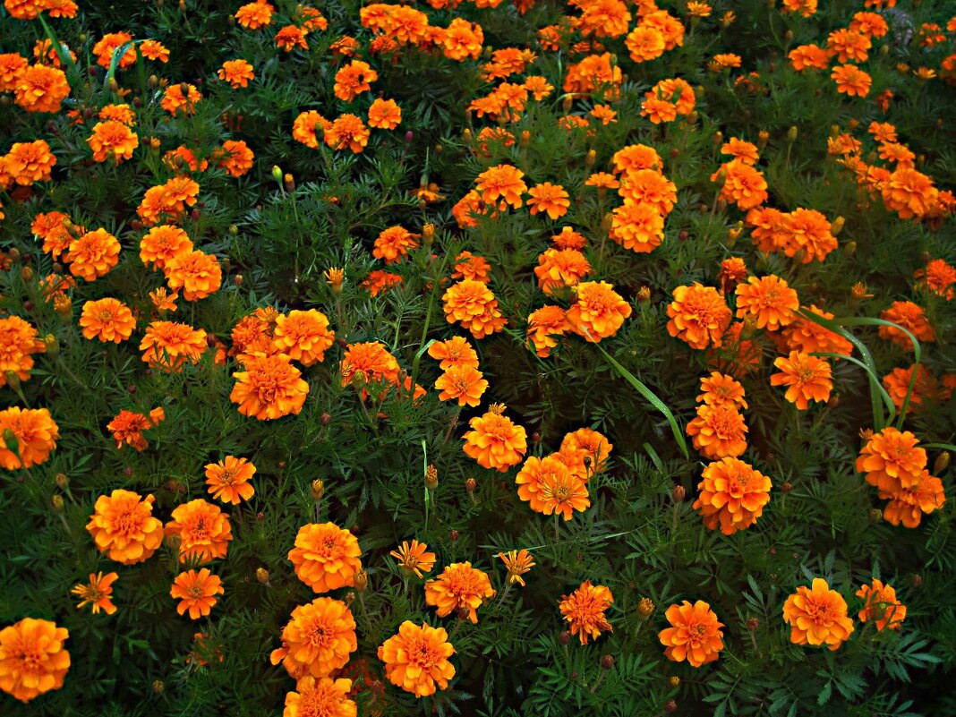 Цветной ковер - Елена Семигина