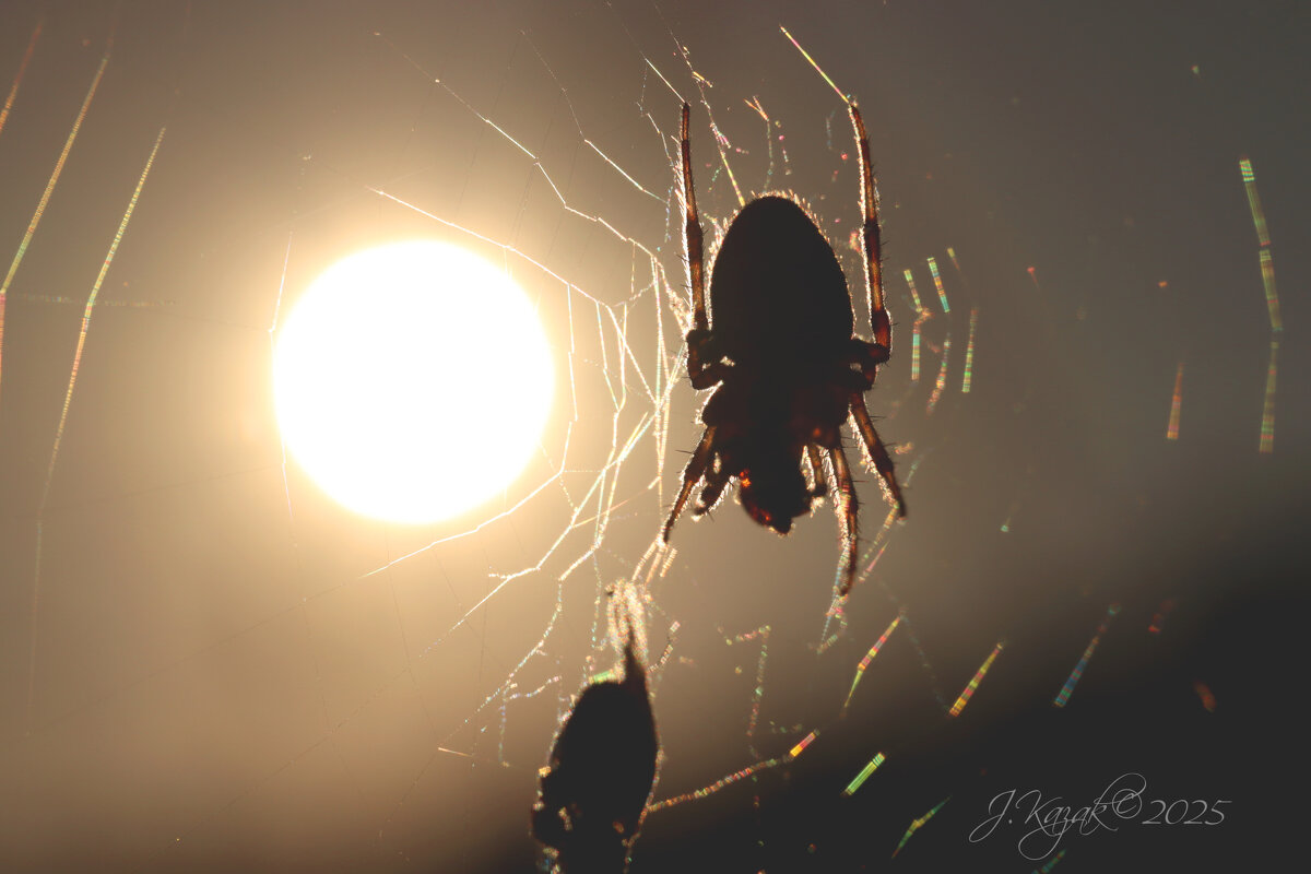 *** - Елена Kазак (selena1965)