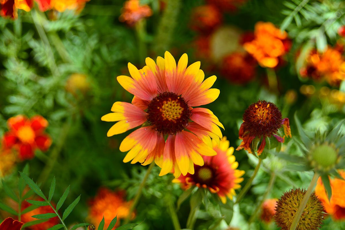 Хохлома - Геннадий Супрун Хохлома - Геннадий Супрун