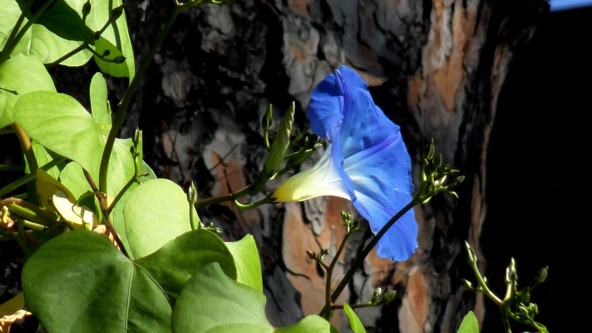 ипомея - Ольга 