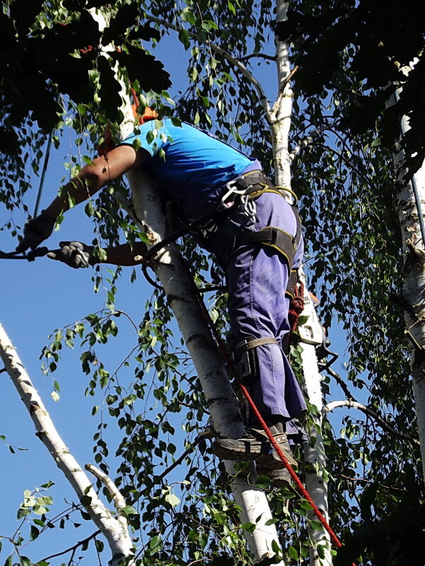 Арборист - Freddy 97