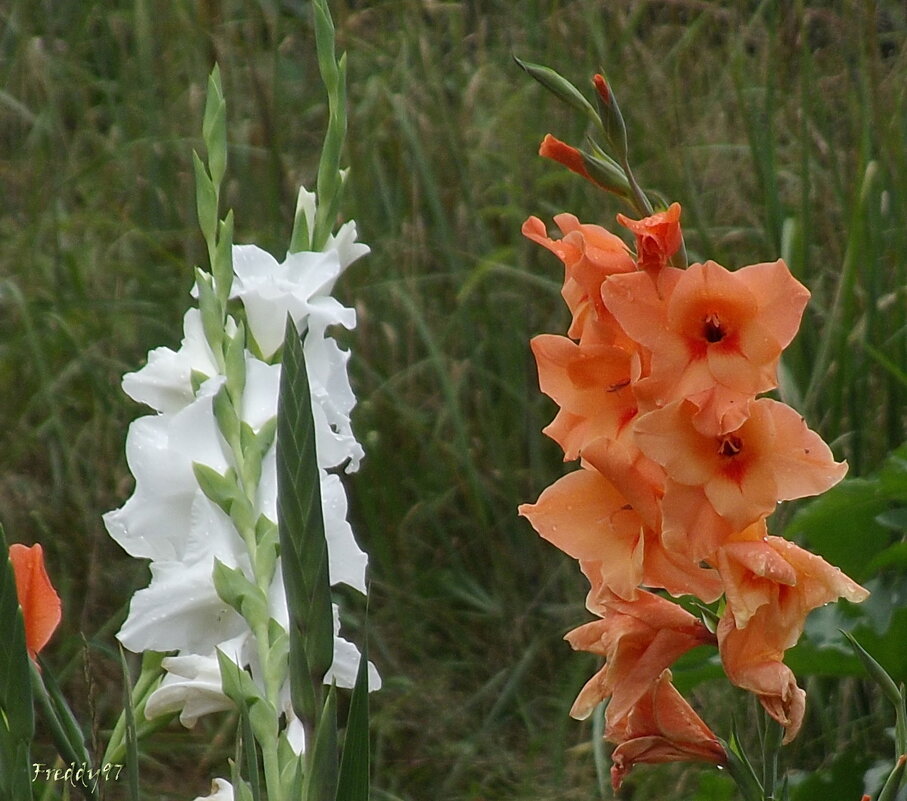 Гладиолусы - Freddy 97