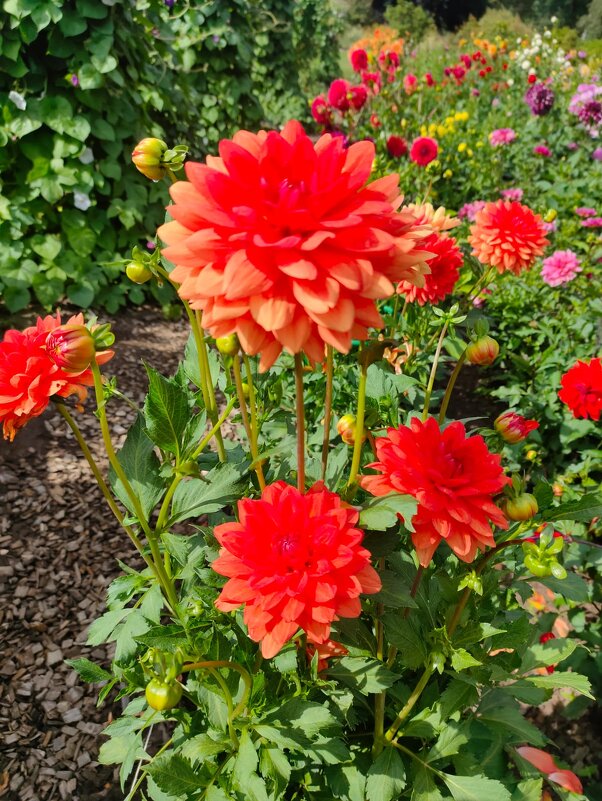 В Ботаническом саду - Ирэн 