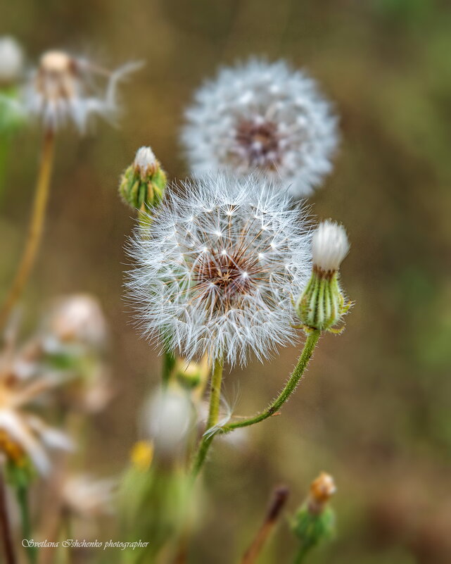 Пушистый шар одуванчика - Светлана Ищенко