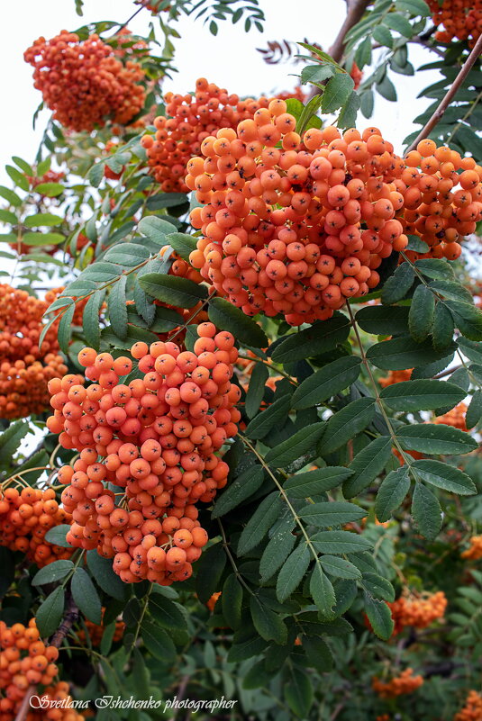 Гроздья рябины - Светлана Ищенко