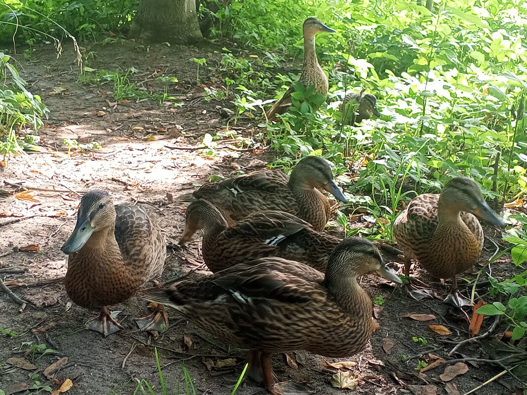 Утки - Сапсан 