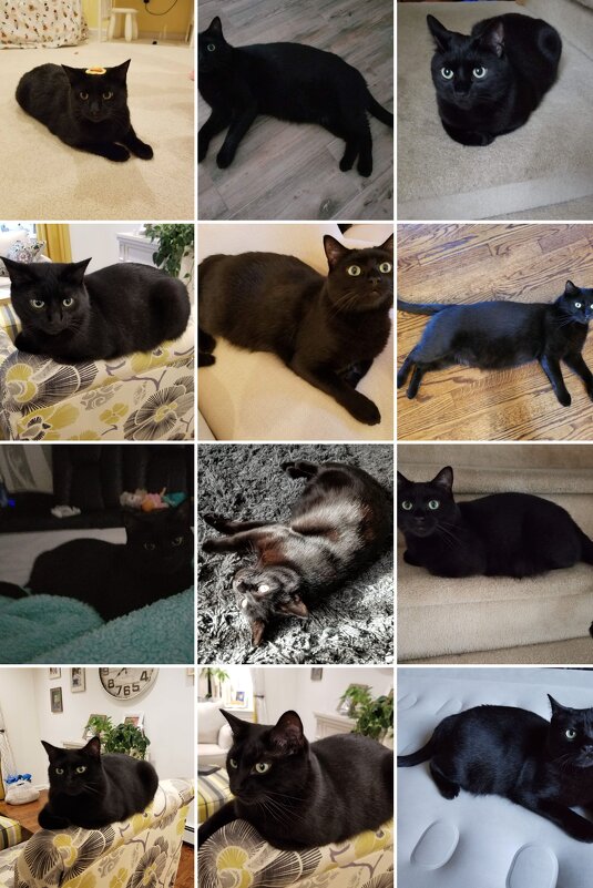 Бумер кот пранучки - Светлана Хращевская