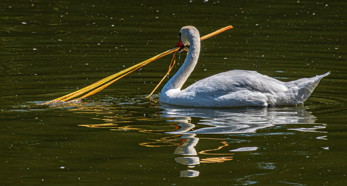 Лебедь - Михаил Измайлов